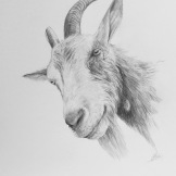 Curious goat - pencil on paper. FOR SALE