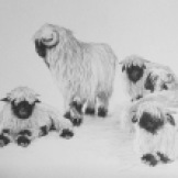 Valais Blacknose sheep - pencil on paper. SOLD