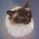 Cat commission in Chalk pastel - sold